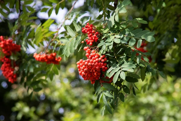 Ein Bündel Eberesche inmitten des grünen Laubes — Stockfoto