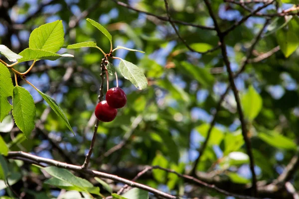 Två röda körsbär på en trädgren med gröna blad — Stockfoto