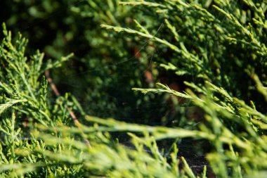 Yeşil dalları üzerinde örümcek ağı yakın