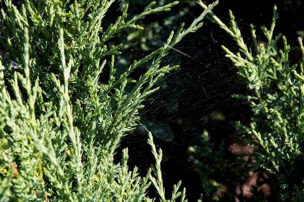 Spindelväv på gröna grenar närbild — Stockfoto