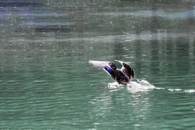 Ördek nehirde mavi suda yüzer