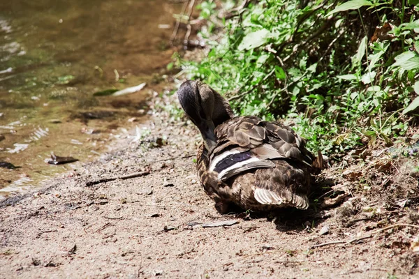 Pato limpia plumas sentado en la orilla de un estanque — Foto de Stock