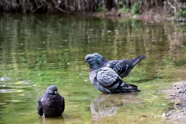Gray pigeons wash in the river near the shore