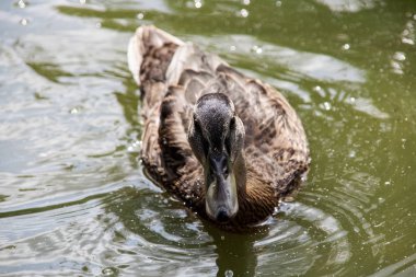 Ördek bir nehir üzerinde kirli yeşil suda yüzer