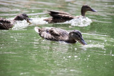 Birçok ördek bir nehir üzerinde kirli yeşil suda yüzer