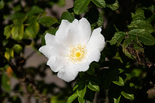 Rosa mosqueta blanca flor entre hojas verdes de cerca — Foto de Stock