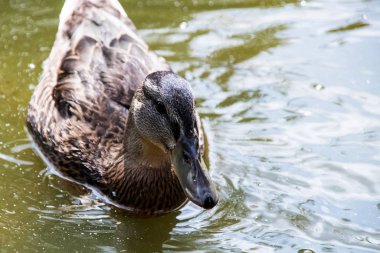 Ördek bir nehir üzerinde kirli yeşil suda yüzer