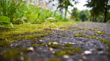 Asfalt üzerinde yeşil yosun yakın, arka plan