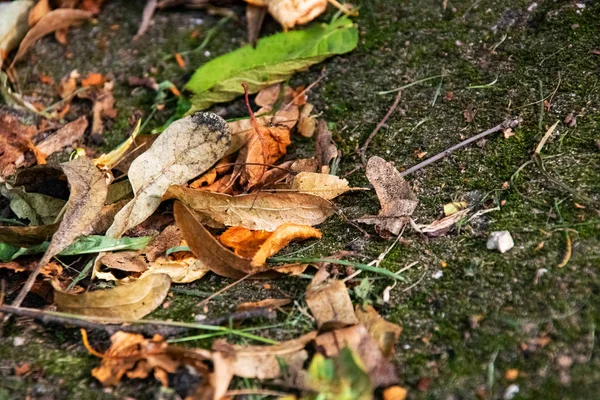 Žluté podzimní listí na zeleném pobřeží mechu — Stock fotografie