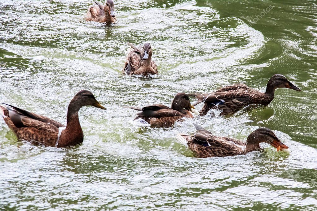 Many ducks swims in dirty green water on a river