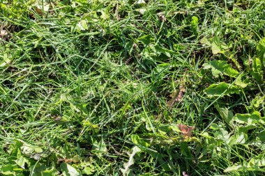 Yeşil çim yakın, arka plan veya doku