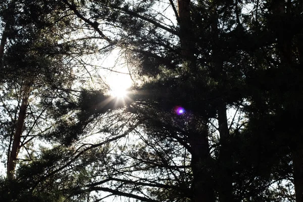 Sunlight through the branches of trees in forest