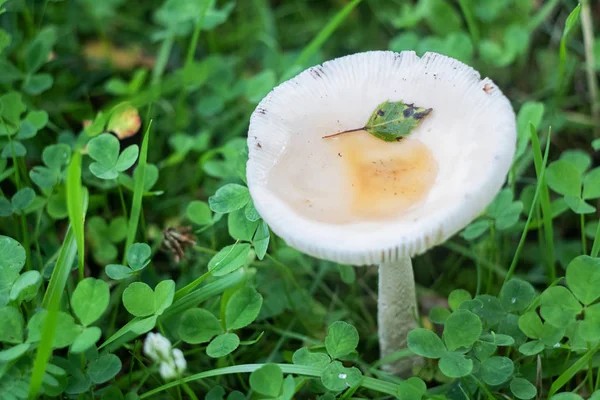 White mushroom among green grass close up — Stock Photo, Image