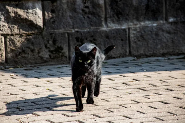Schwarze Katze auf dem Bürgersteig aus nächster Nähe — Stockfoto