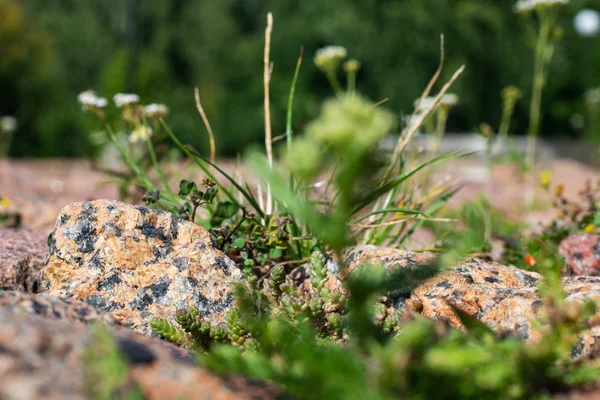 Grote stenen en mos tussen hen, achtergrond — Stockfoto