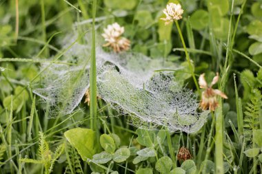 Bir web yakın çatla