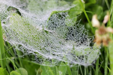 Bir web yakın çatla