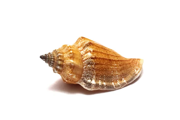 黄海壳在白色背景上隔离 — 图库照片
