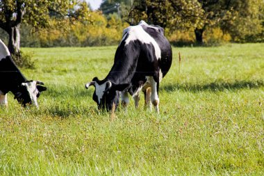 Benekli inek yeşil bir çayırda otluyor.