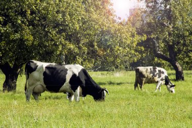 Benekli inek yeşil bir çayırda otluyor.