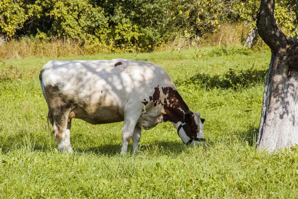 Vaca manchada pastora em um prado verde — Fotografia de Stock