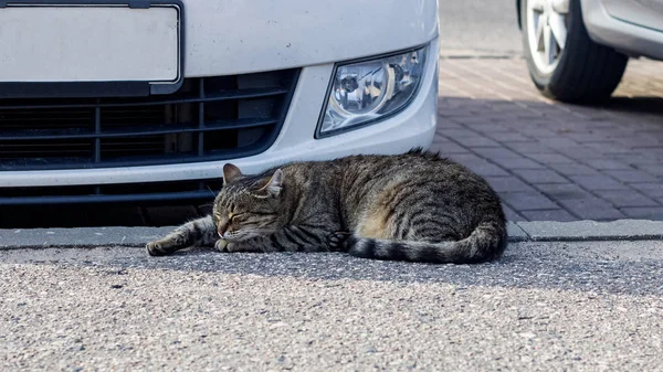 Cinza gato tabby dorme de carro de perto — Fotografia de Stock