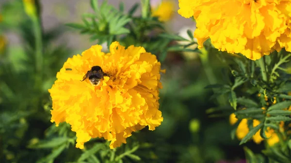 Bumblebee på en gul blomma närbild — Stockfoto