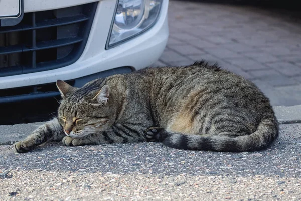 Gris tabby gato duerme en coche de cerca — Foto de Stock