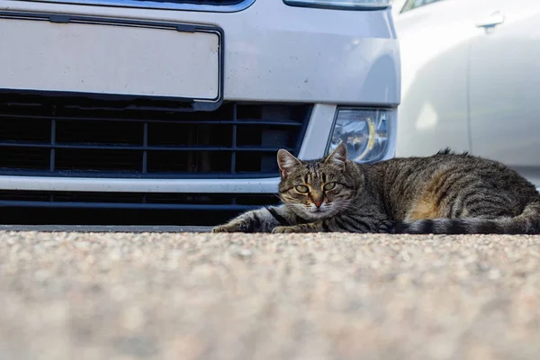 Gris tabby gato duerme en coche de cerca —  Fotos de Stock