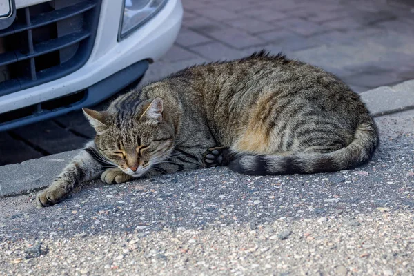 Gris tabby gato duerme en coche de cerca —  Fotos de Stock