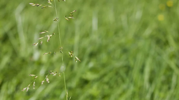 Sapüzerinde tohumlar ile yeşil çim — Stok fotoğraf