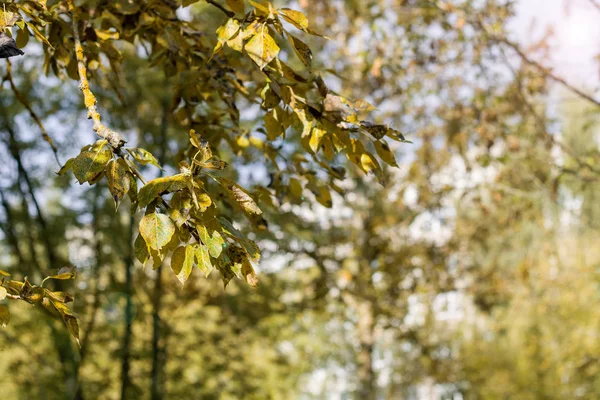 Желтые листья на ветке дерева крупным планом — стоковое фото