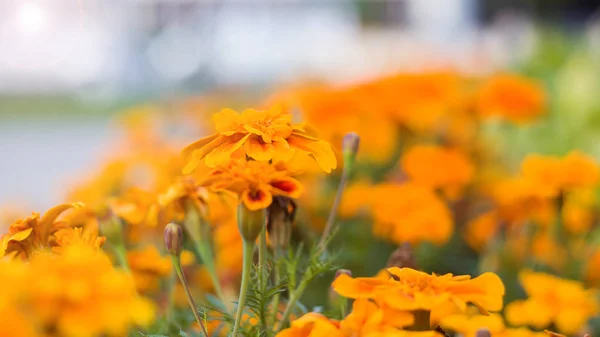 Yellow flowers close up among green leaves — Stock Photo, Image