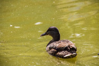 Ördek bir nehir üzerinde kirli yeşil suda yüzer