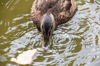 Ördek bir nehir üzerinde kirli yeşil suda yüzer