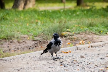 Sonbaharda kumlu bir yolda Karga