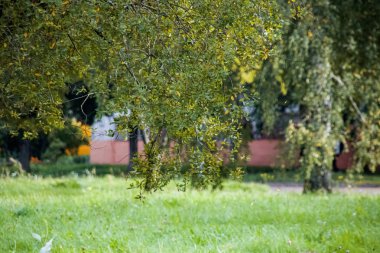 Dalları huş ağacı yeşil yaprakları ile yakın