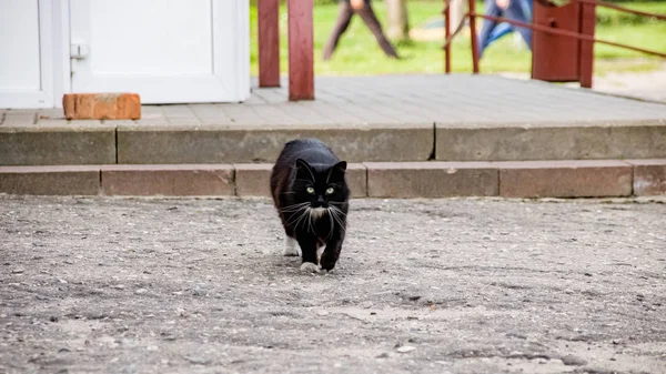 Black cat walking on asphalt close up — Stock Photo, Image