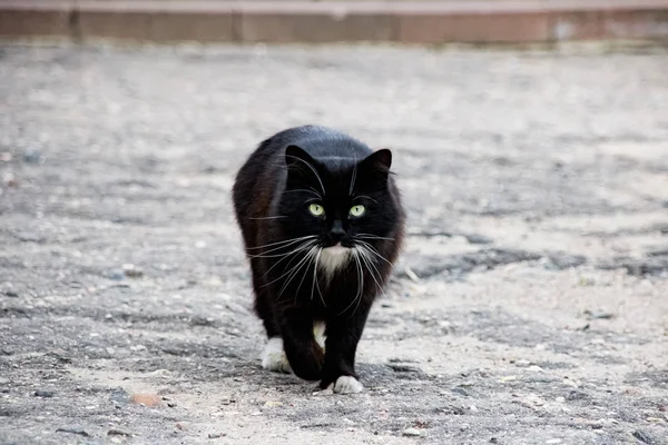 Чорний кіт, що йде по асфальту крупним планом — стокове фото