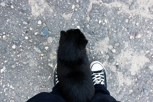 Black cat at the feet of a man on the pavement