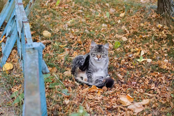 Šedé kotě mezi žlutými podzimním listím zblízka — Stock fotografie