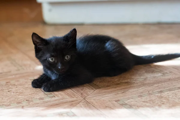 Черный котенок лежит на полу крупным планом — стоковое фото