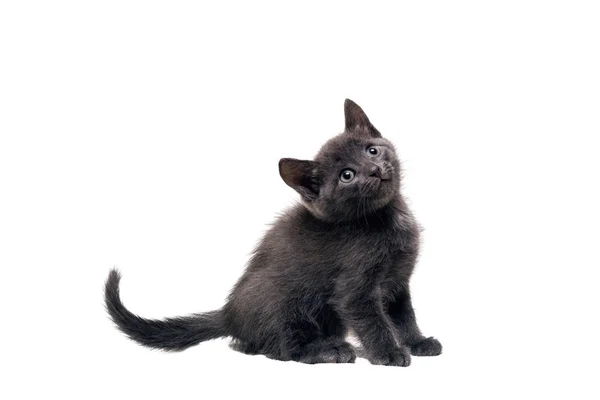 Gray kitten isolated, on a white background — Stock Photo, Image