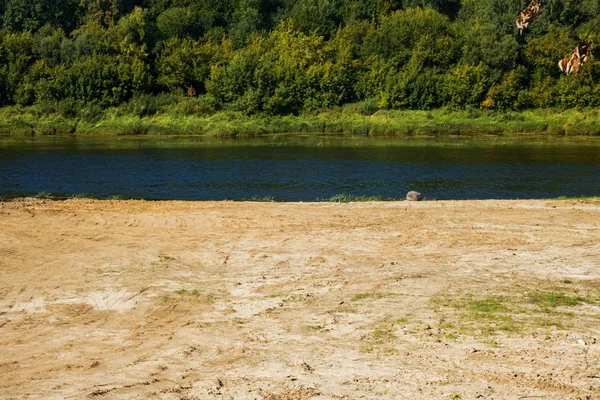 Nehir ve orman tarafından Kumlu plaj