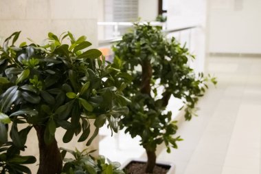 Modern bir iç odanın arka planda bir ev bitkiyeşil yaprakları