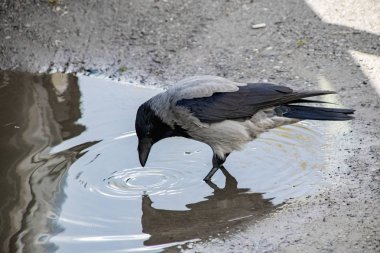 Karga kaldırımdaki bir su birikintisinden su içiyor.
