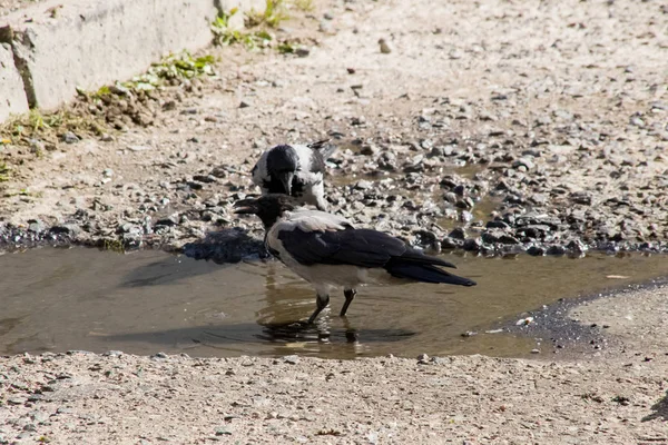 Cuervo bebe agua de un charco en el pavimento — Foto de Stock