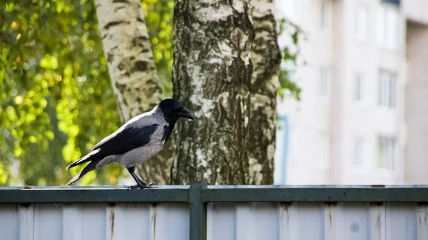 Un corbeau est assis sur une clôture métallique — Photo