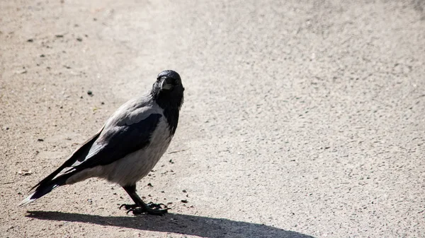 Kaldırımda duran bir karga yakın — Stok fotoğraf