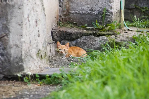 Vystrašené Rudé kotě ukrývání v trávě — Stock fotografie